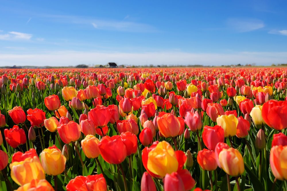 All You Need to Know about Tulips
