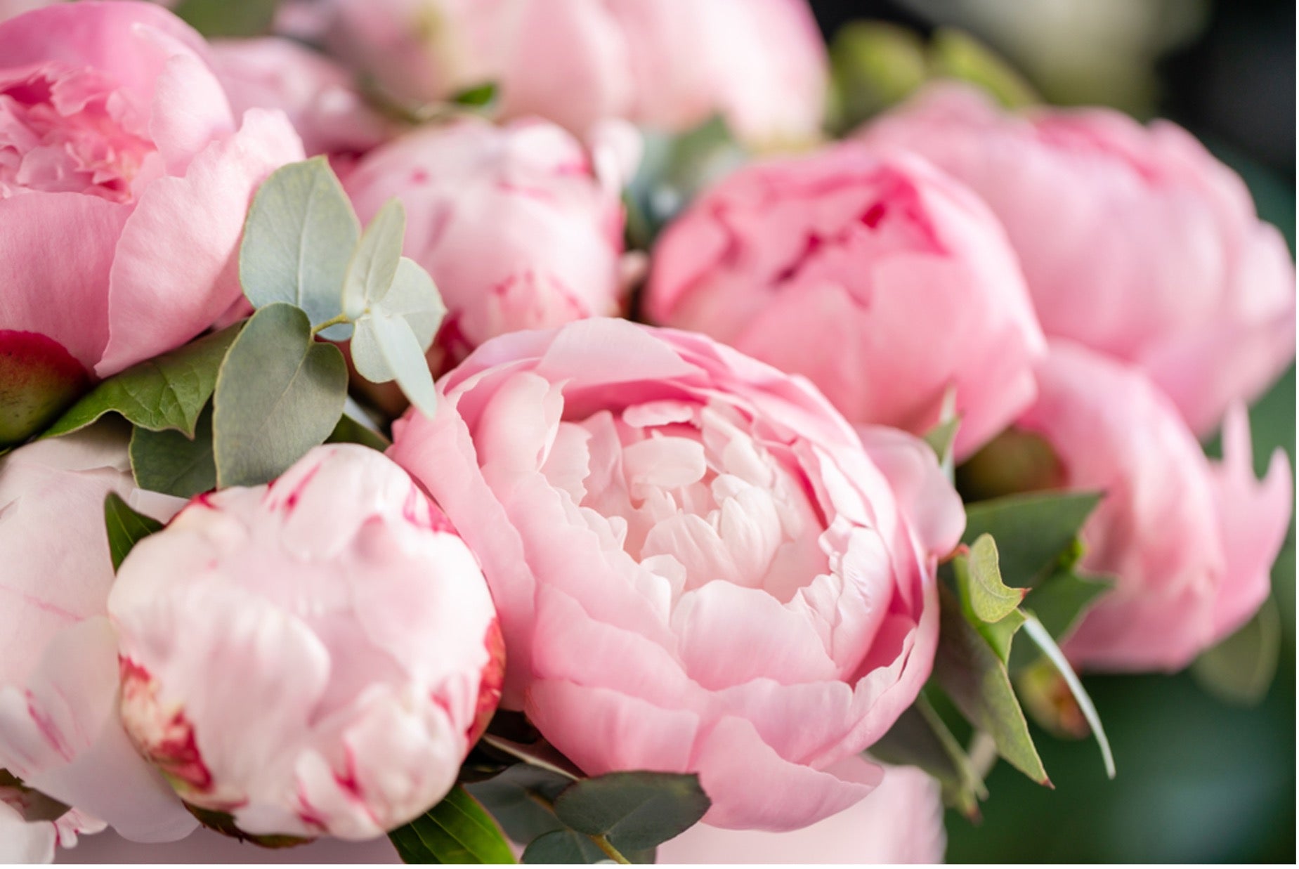 All About Peonies: Name, History & Meaning