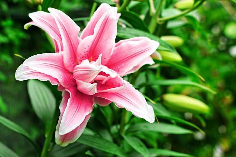 The Ultimate Guide to Caring for Lilies