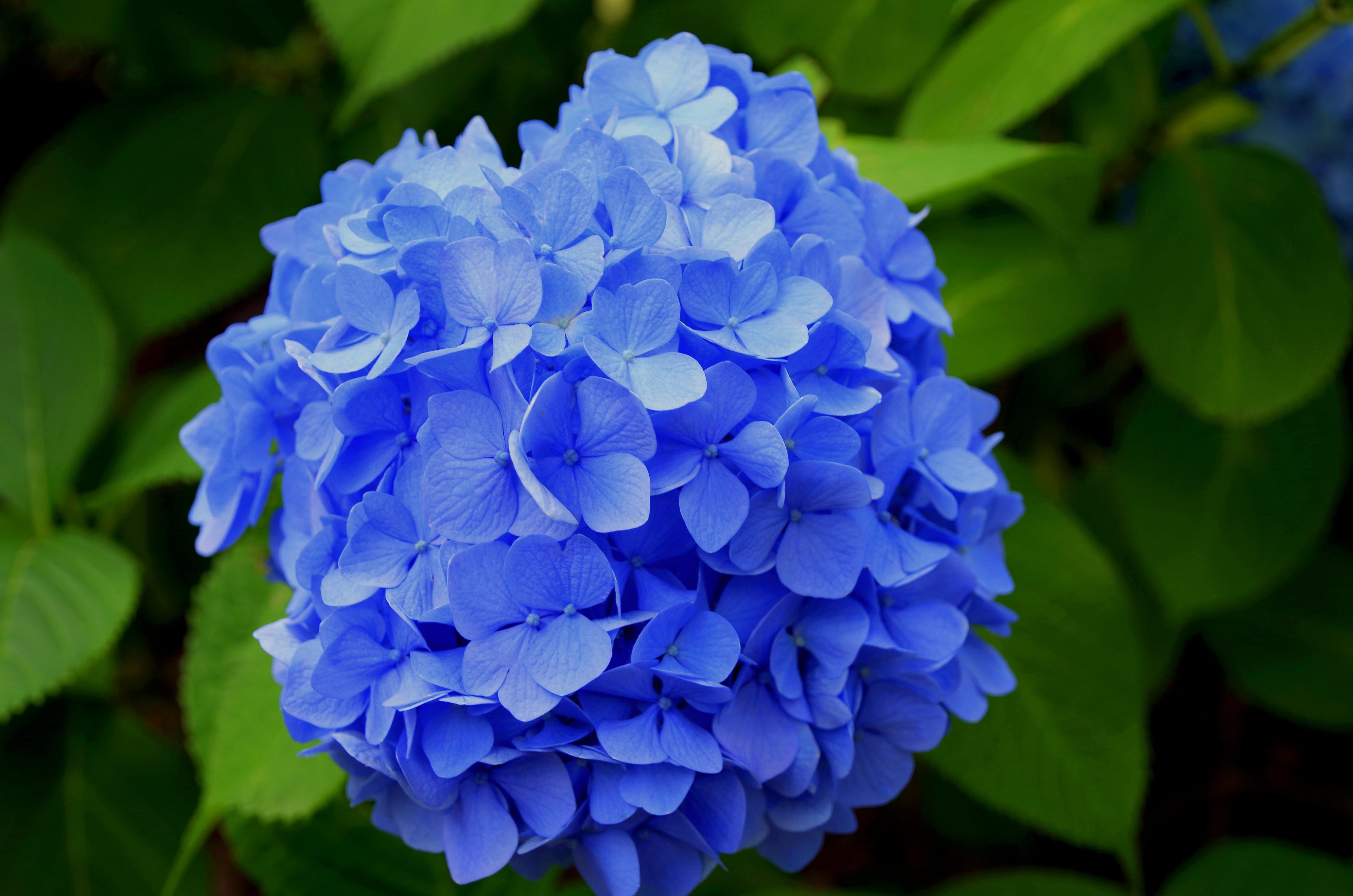 Serenity in Blue: Decoding Blue Flower Symbolism