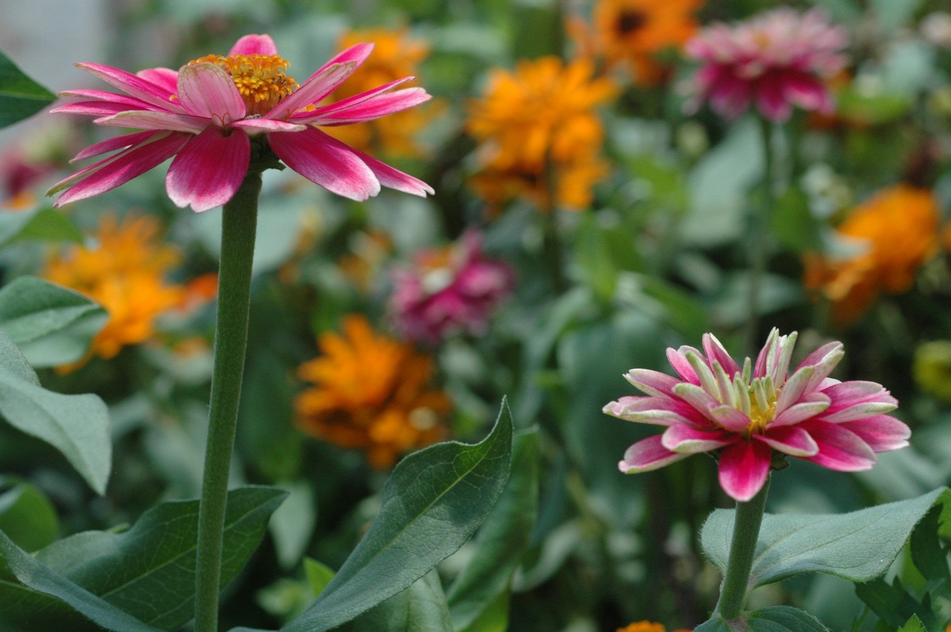 What Is the Meaning of a Zinnia Flower?