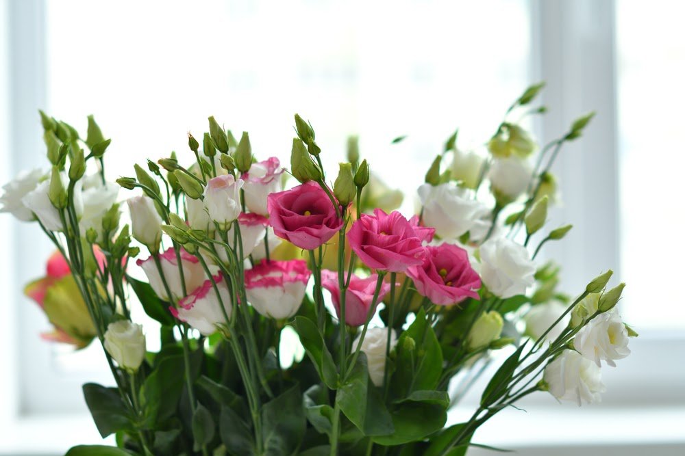 Is Eustoma a Rose? Find Out the Difference