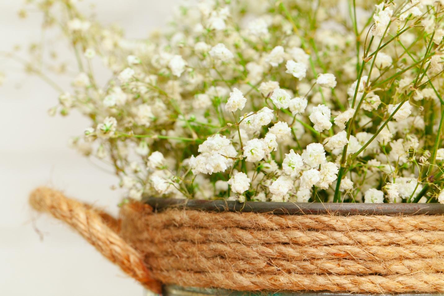 The Ultimate Guide to Caring for Baby’s Breath
