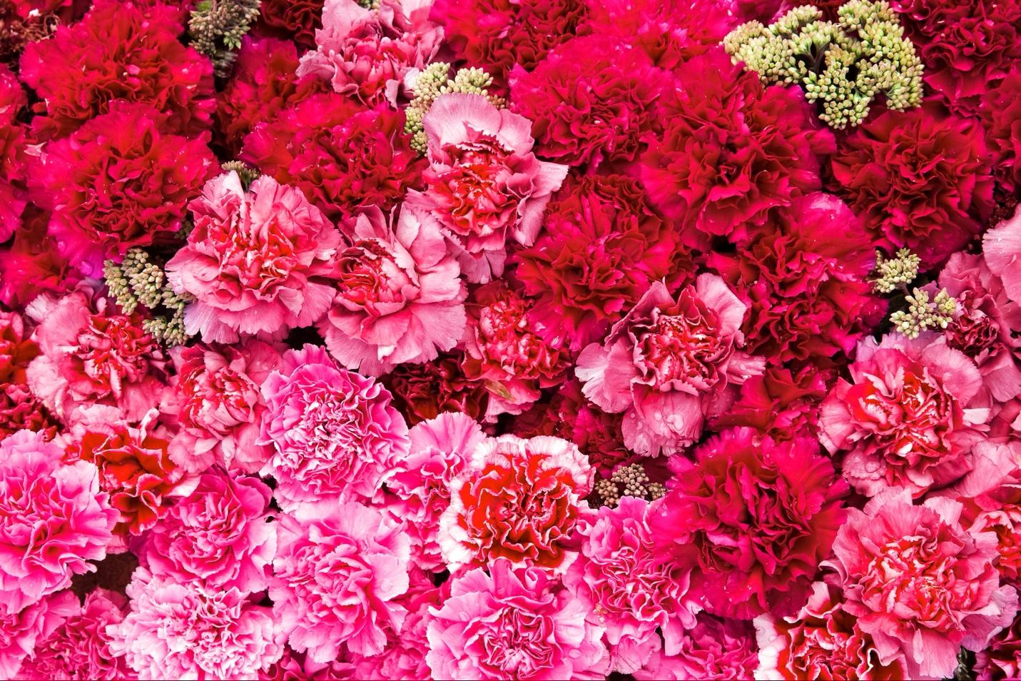 The Ultimate Guide to Caring for Carnations