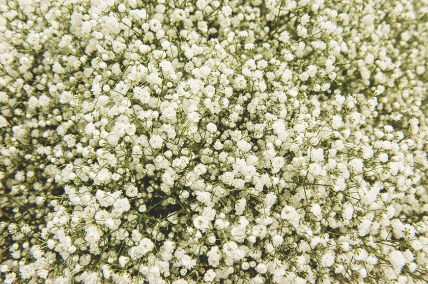 Baby Breath Flowers