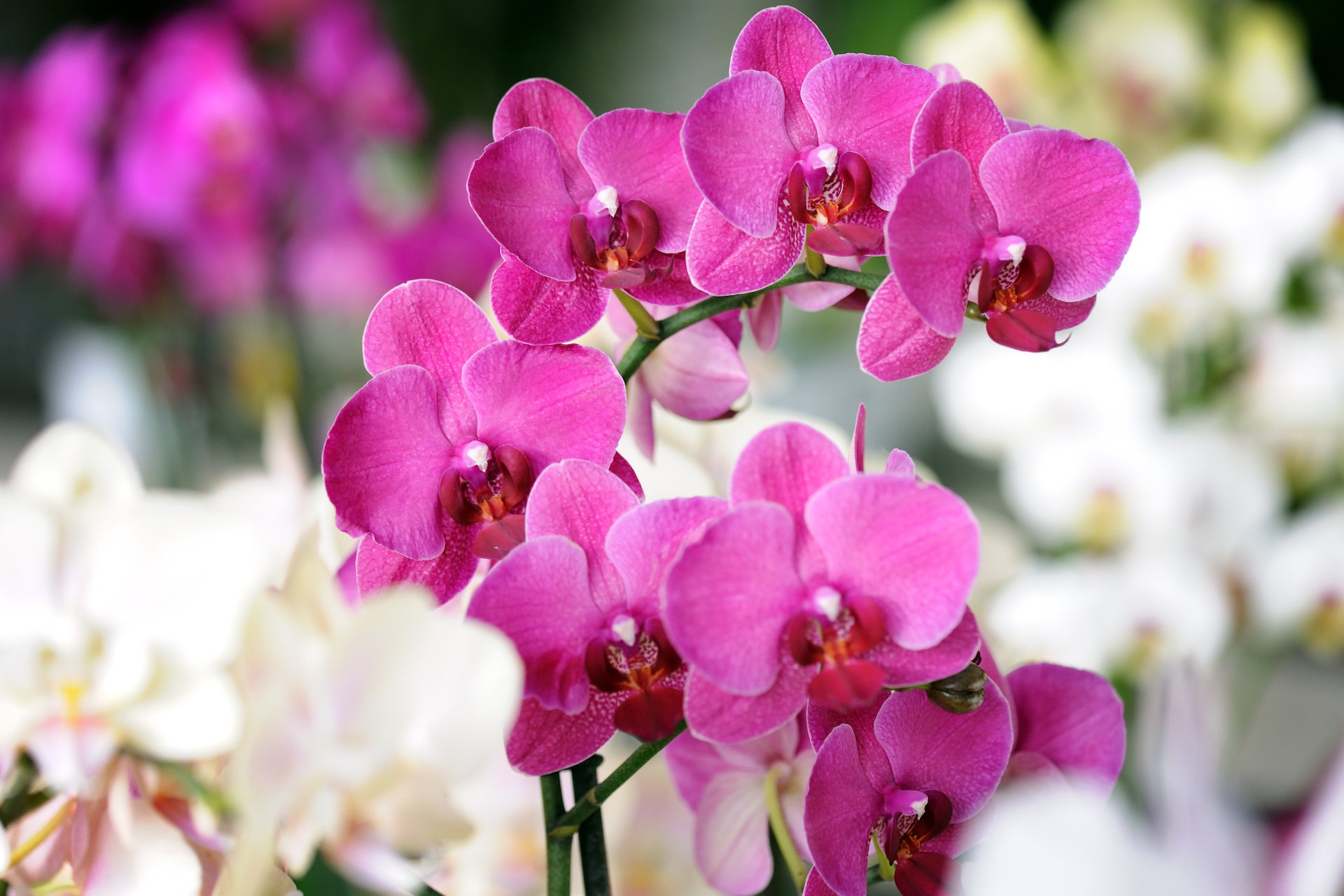 Exploring the World of Orchids