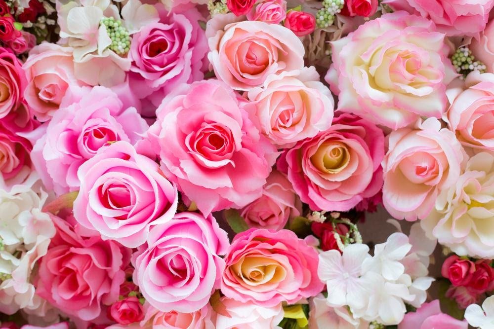 Rose Colour Meanings and What They Symbolise