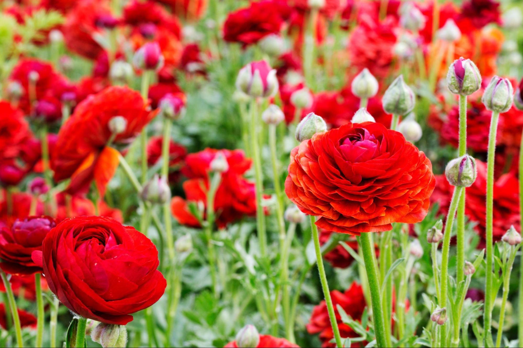Delicate Beauty: The Guide to Caring for Ranunculus Flowers