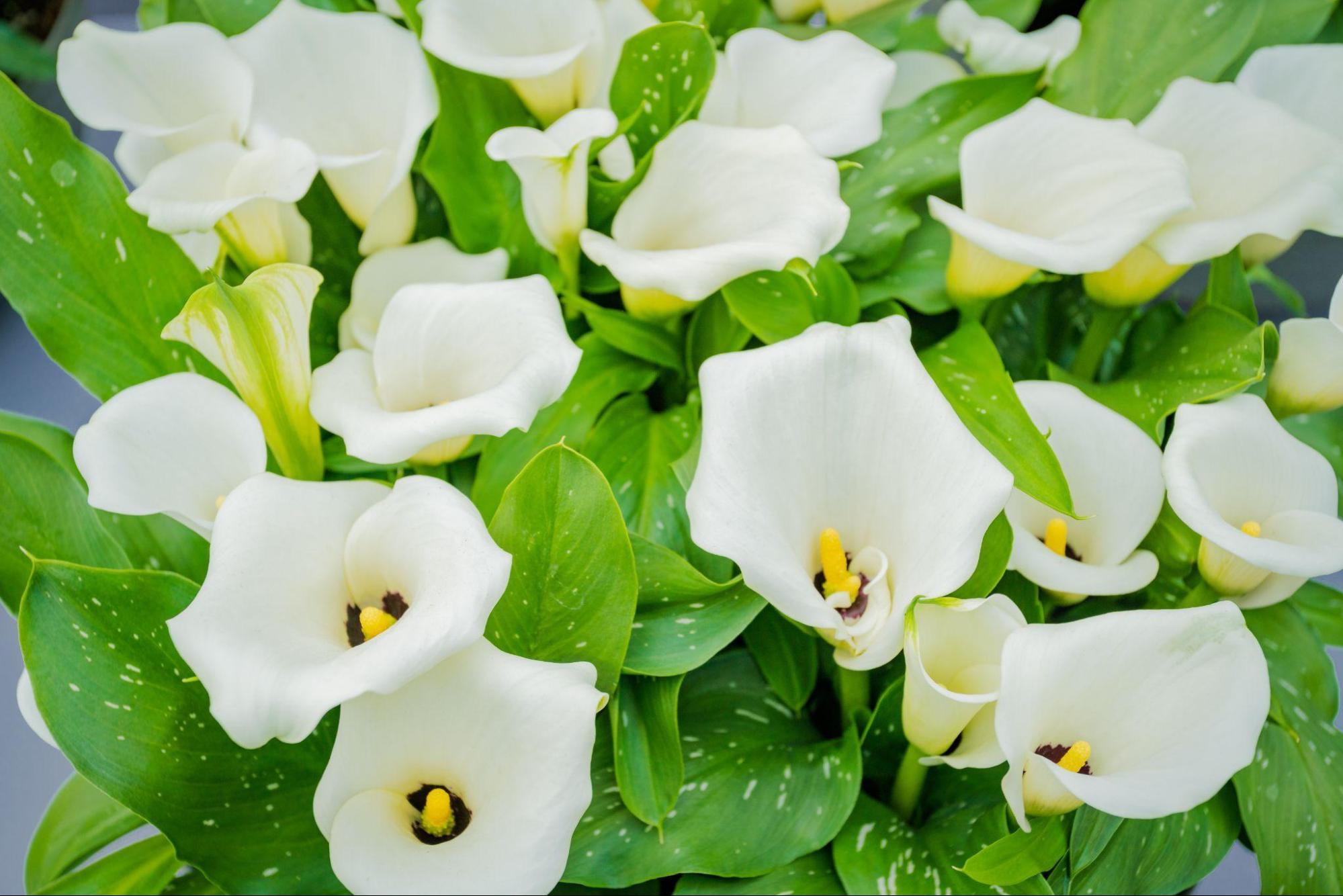 The Ultimate Guide to Calla Lily Plant Care