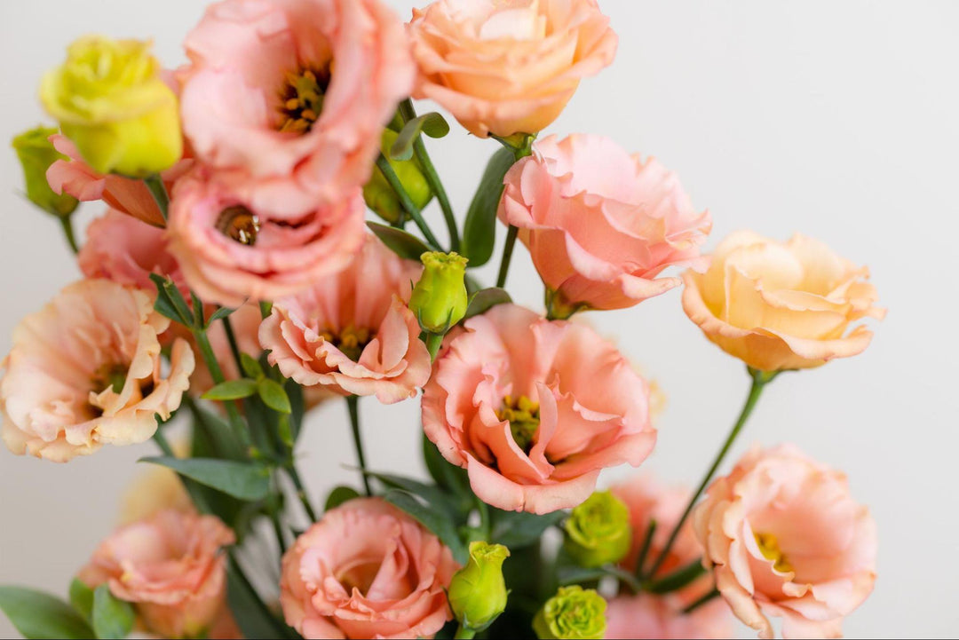 Elegant Enigma: The Ultimate Guide to Eustoma Flower Care