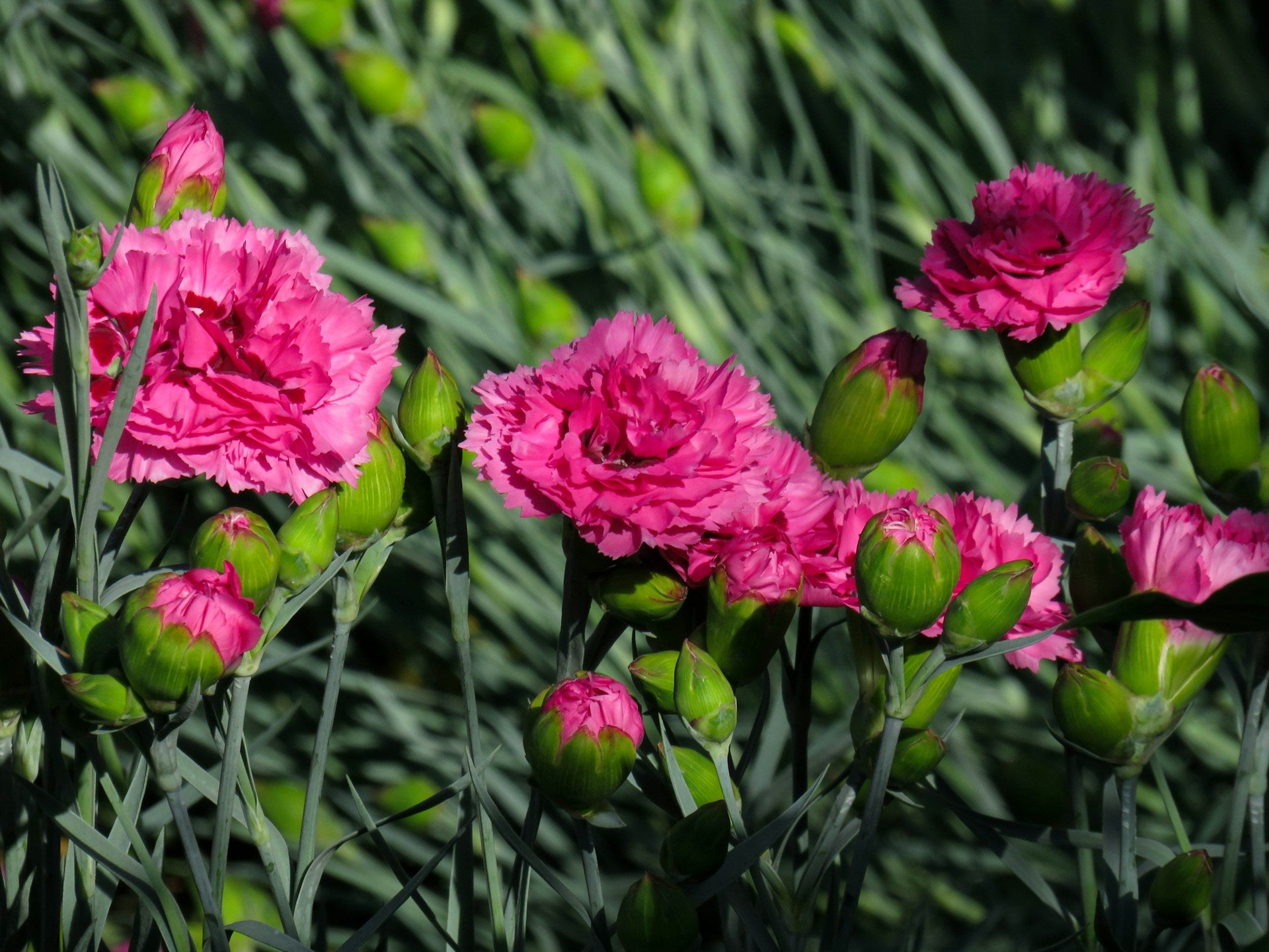Carnation Flowers and Their Meanings