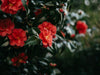 Camellia Flower Meaning: Timeless Symbol of Love, Purity, and Grace