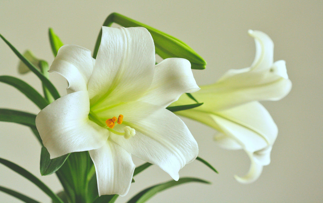 Types of White Lily Flowers and Their Meanings