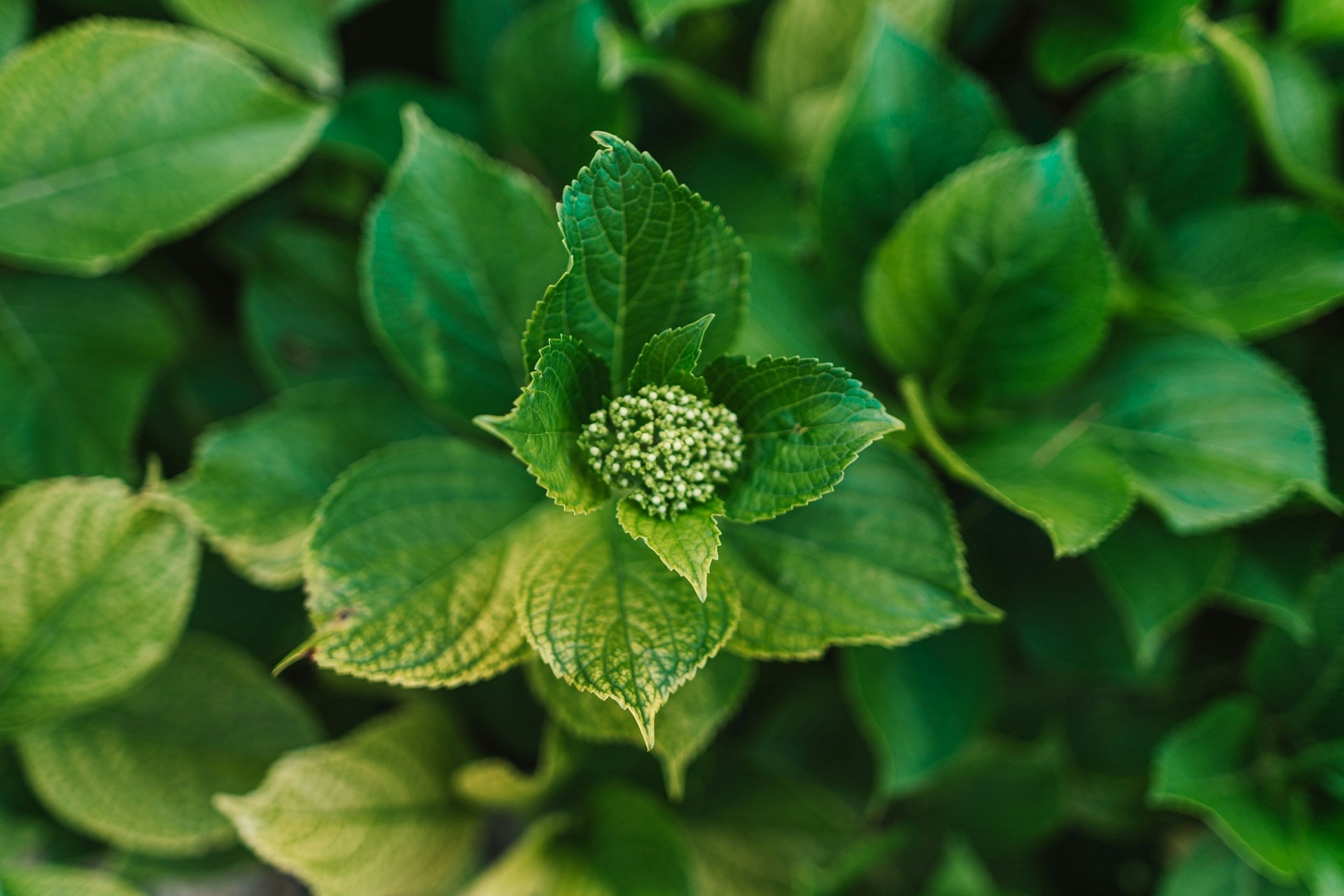Types of Green Flowers and Their Symbolism