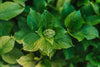 Types of Green Flowers and Their Symbolism