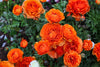 Radiant Warmth: Understanding the Symbolism of Orange Flowers