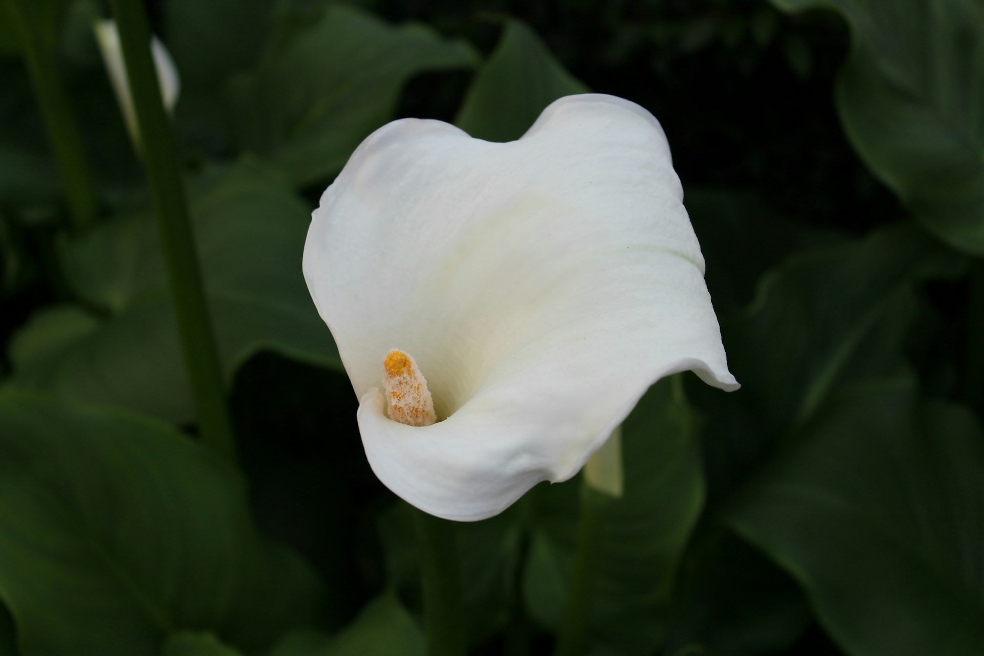 Calla Lily Flowers and Their Meaning