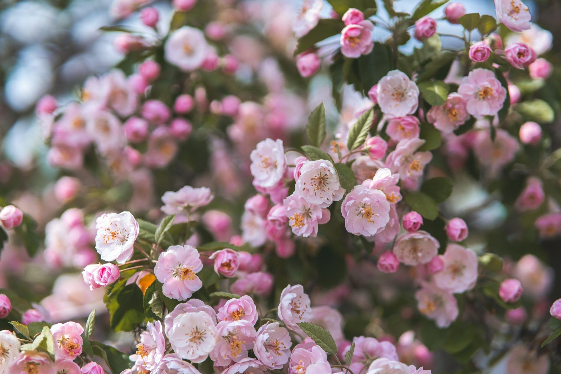 Types of Pink Flowers and Their Symbolism