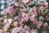Types of Pink Flowers and Their Symbolism