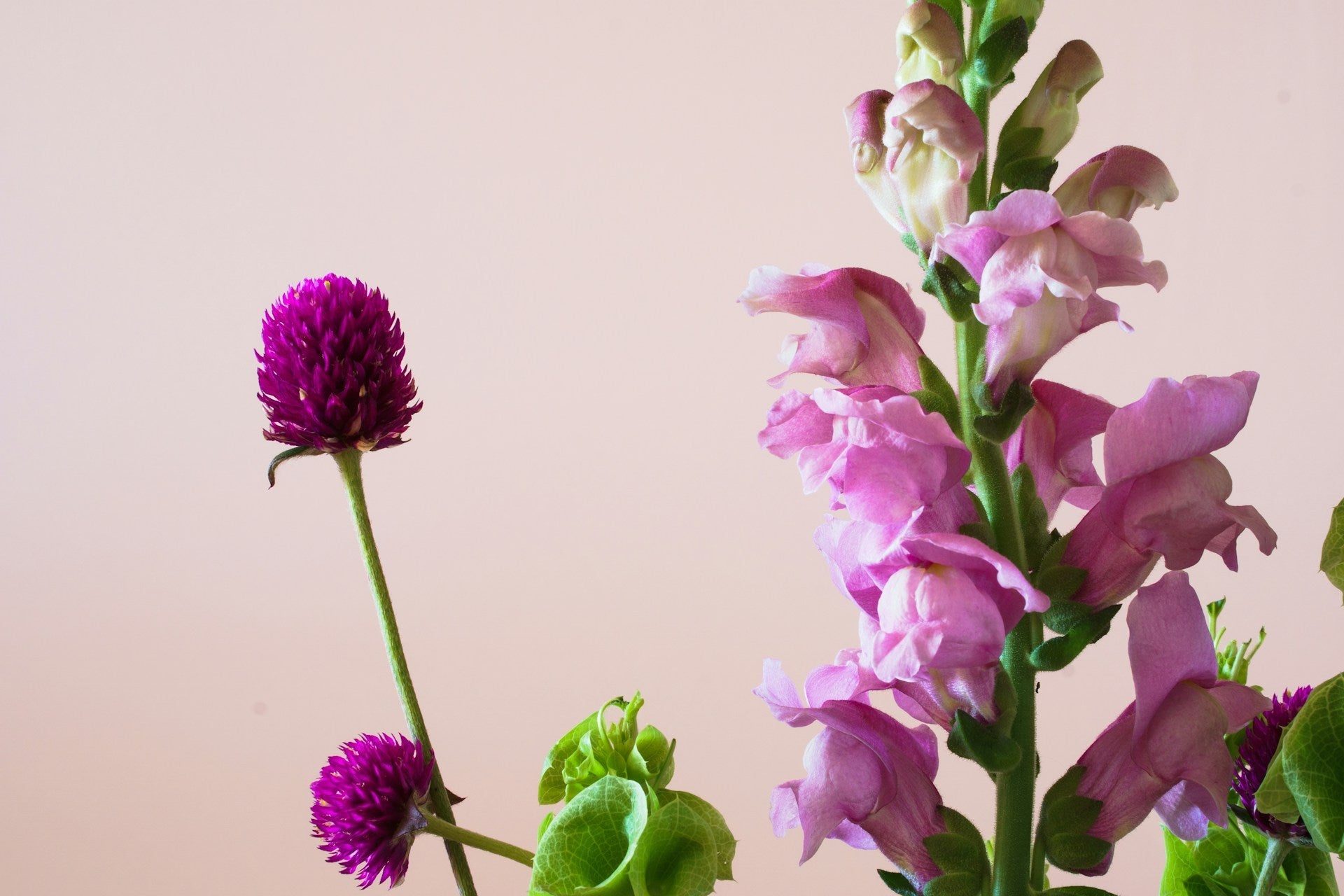 Flowers That Look Like Snapdragons
