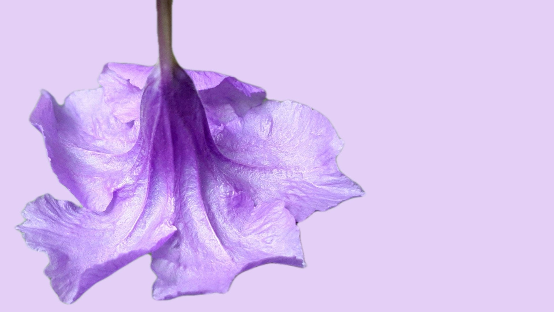 Types of Purple Flowers and Their Symbolism