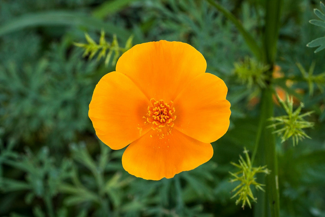 11 Types of Orange Flowers and Their Symbolism