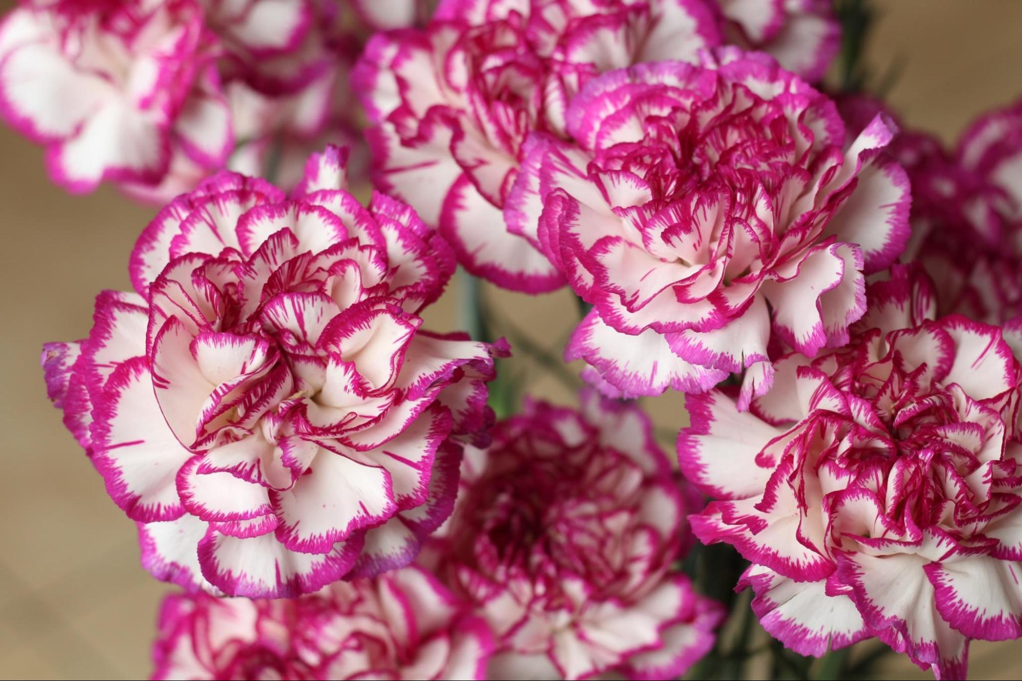 5 Things You Need to Know About Carnation Flowers