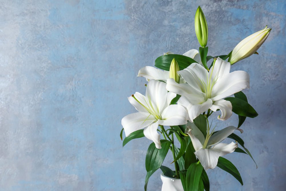Calla Lilies Vs Lilies: How to Tell the Difference