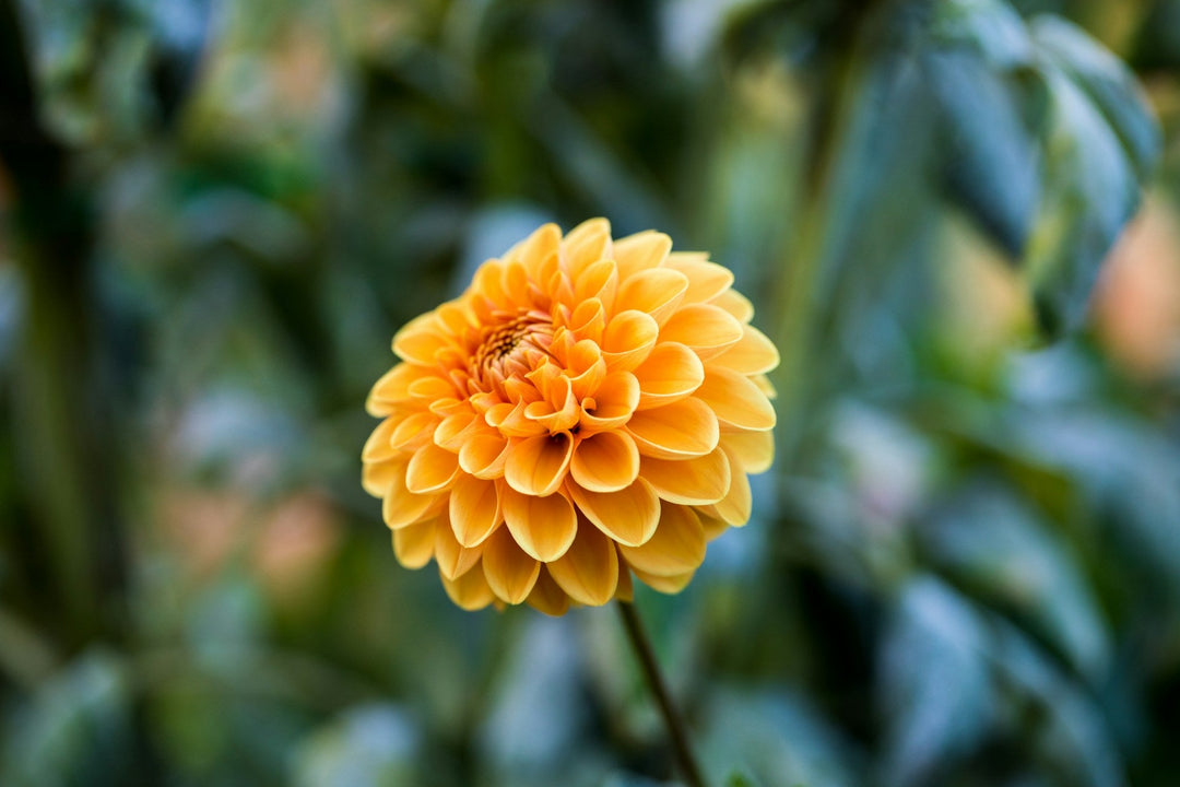 Chrysanthemum Flower Meaning and Symbolism