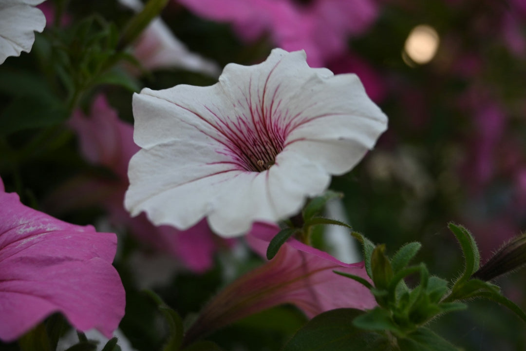 Types of Petunia Flowers