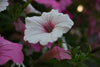 Types of Petunia Flowers