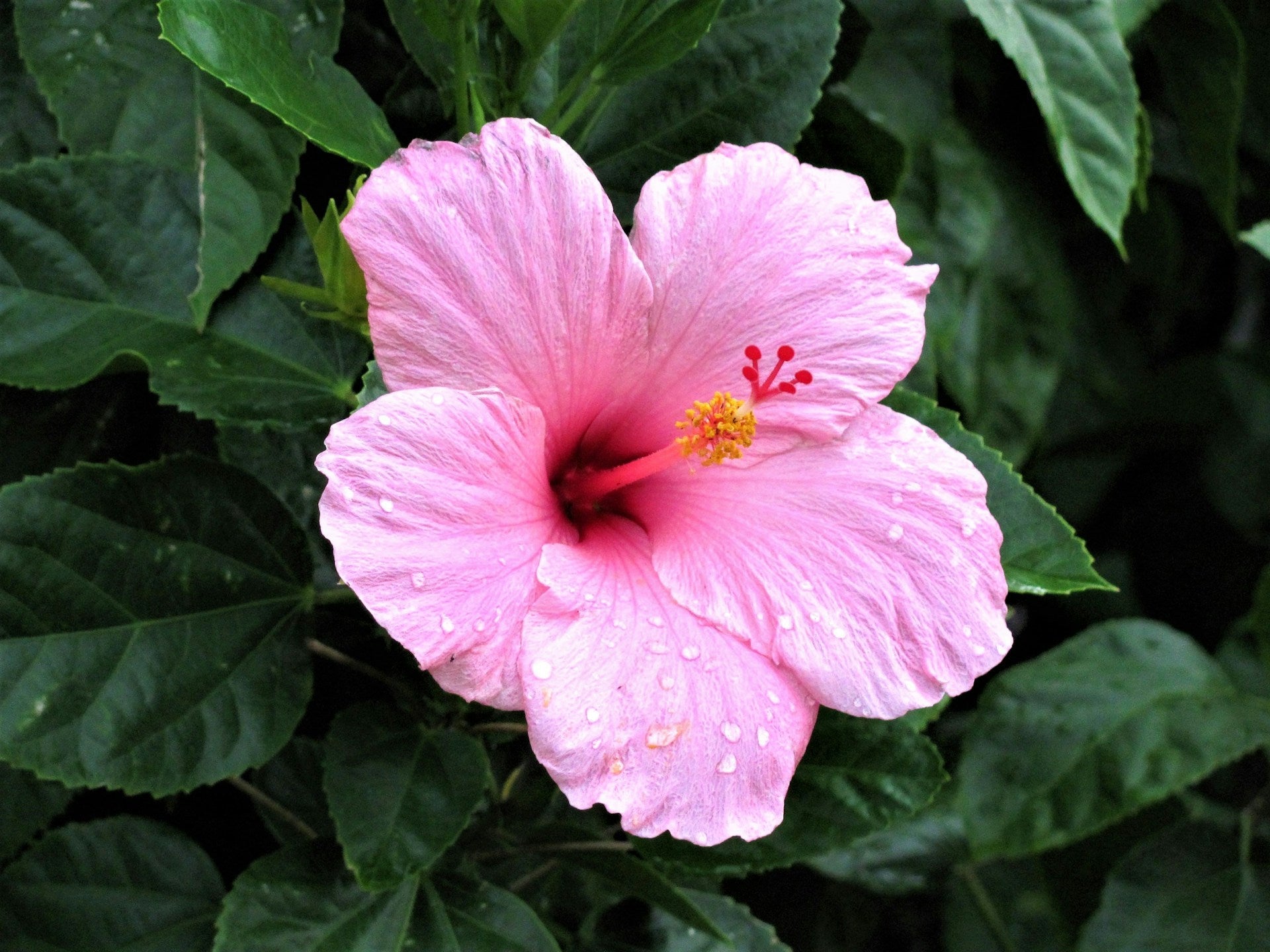 Hibiscus Flower and Its Meaning