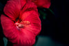 Types of Red Flowers and Their Symbolism