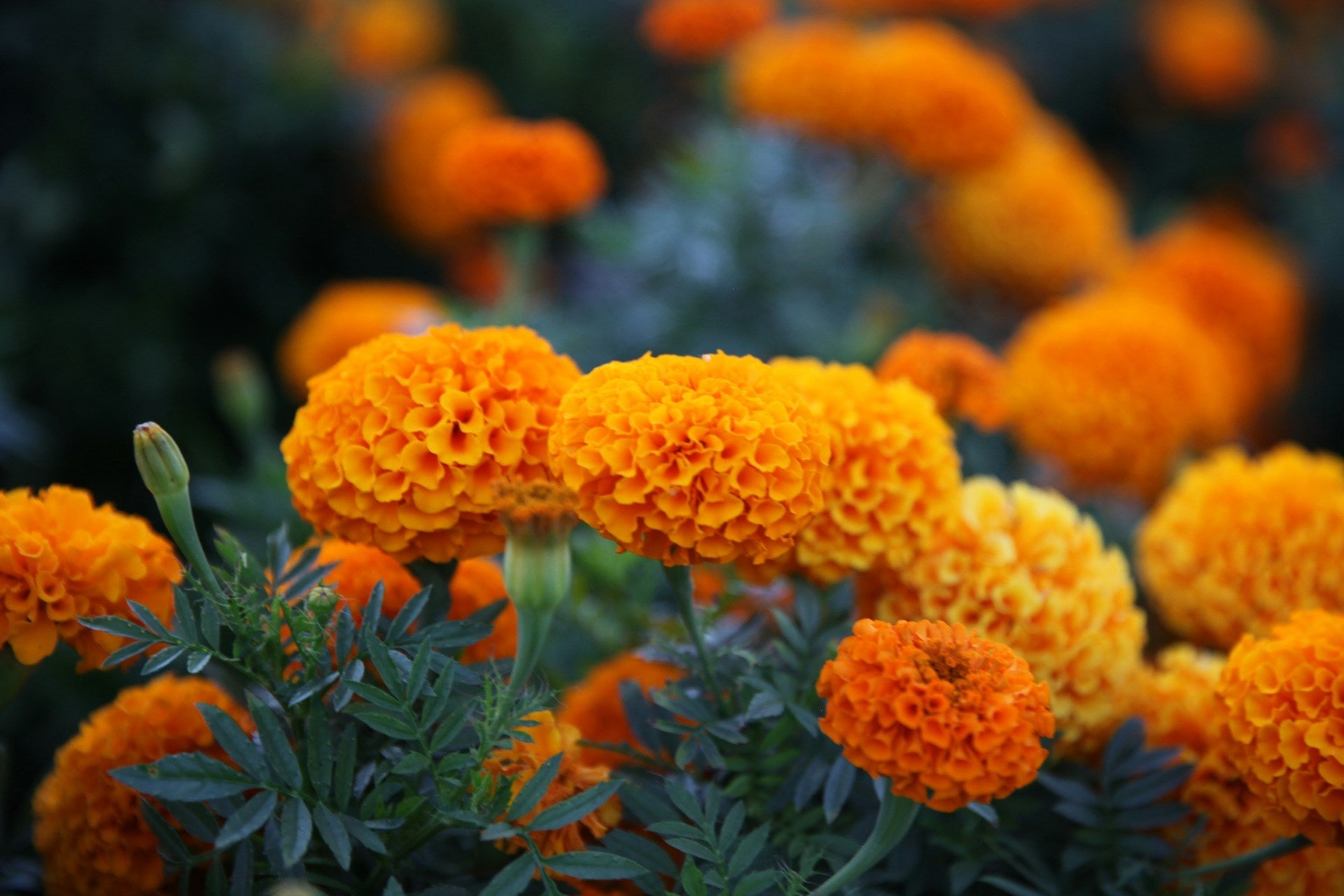 Different Types of Marigold Flowers