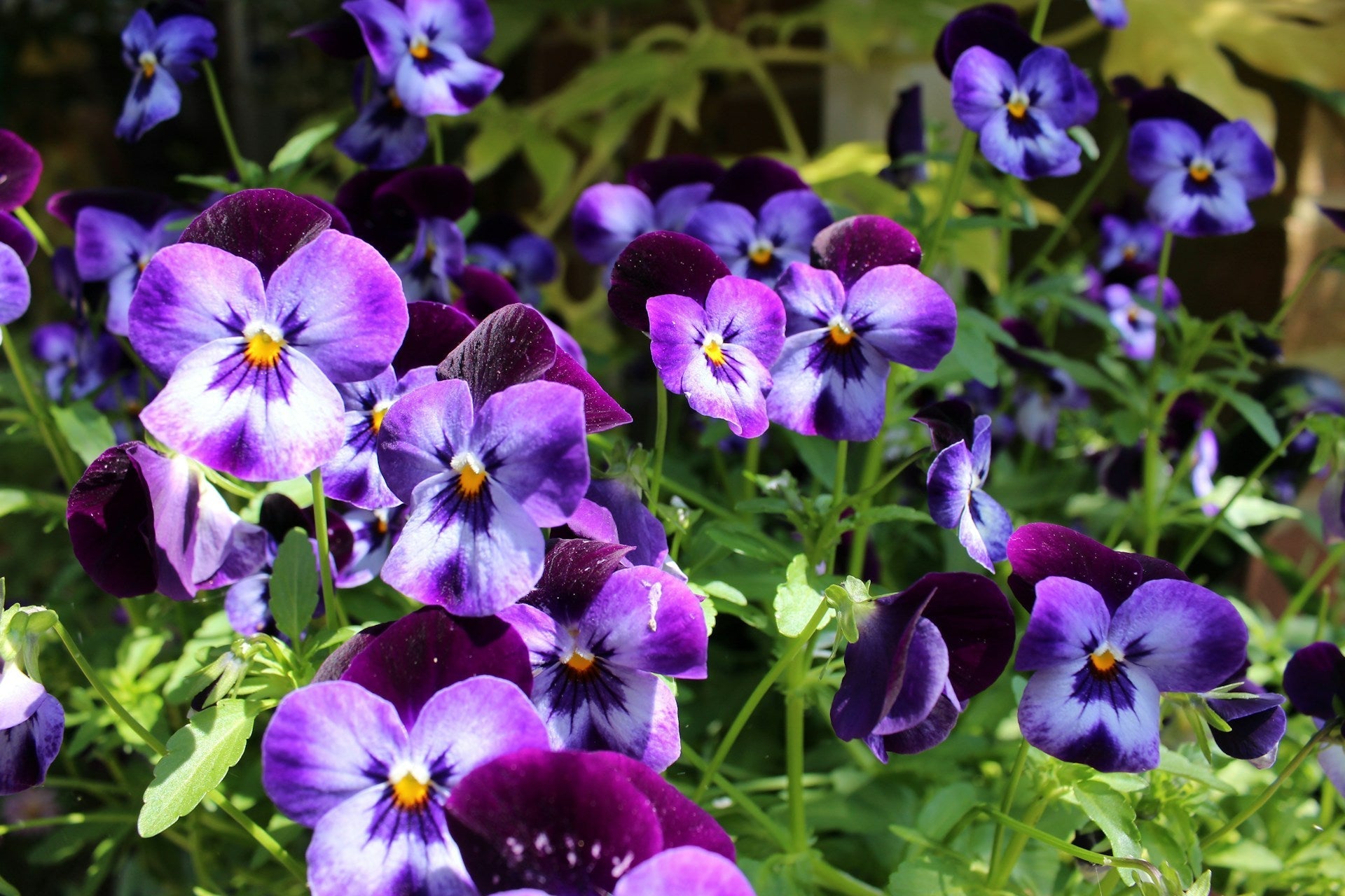 Popular Types of Pansy Flowers