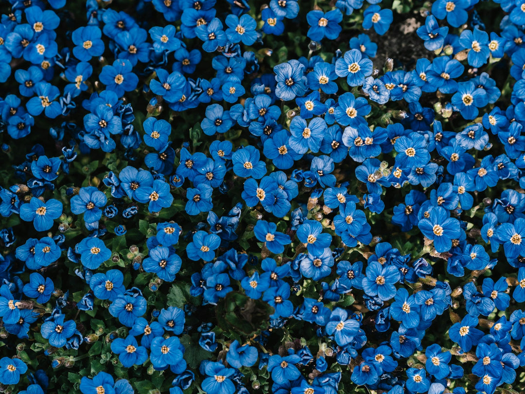 Types of Blue Flowers and Their Symbolism