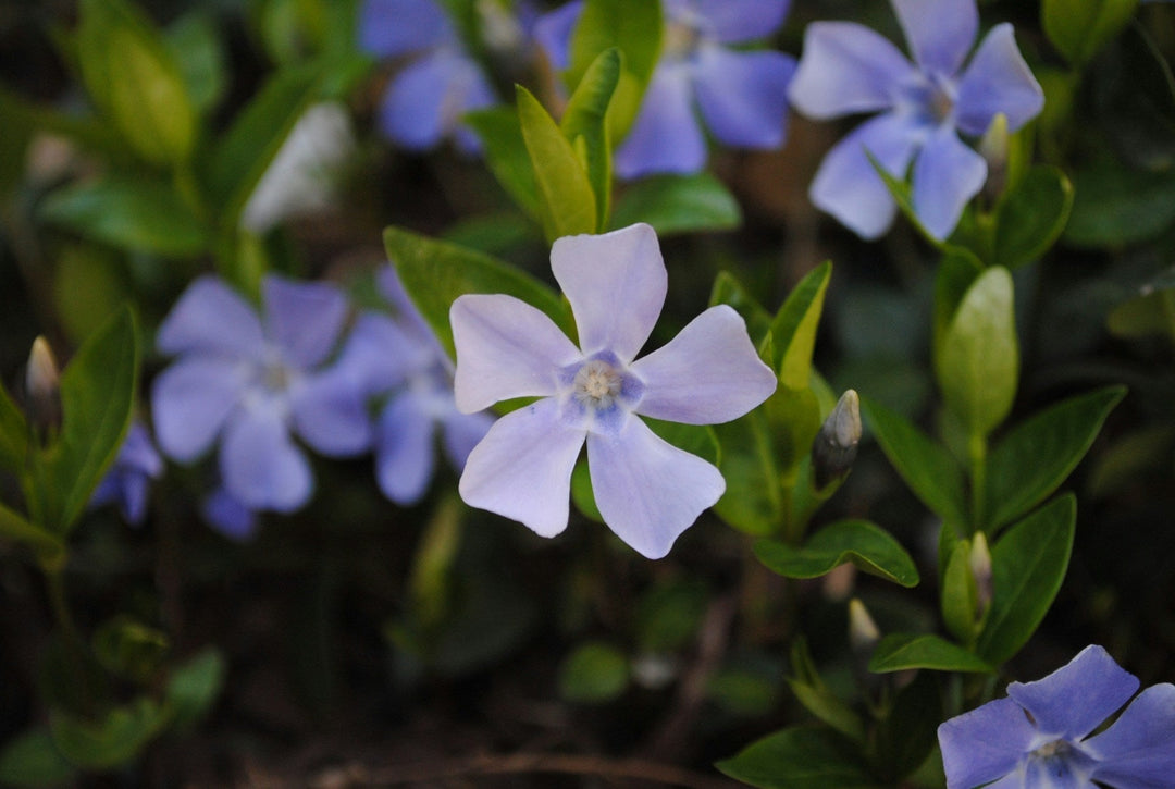 Types of Periwinkle Flowers