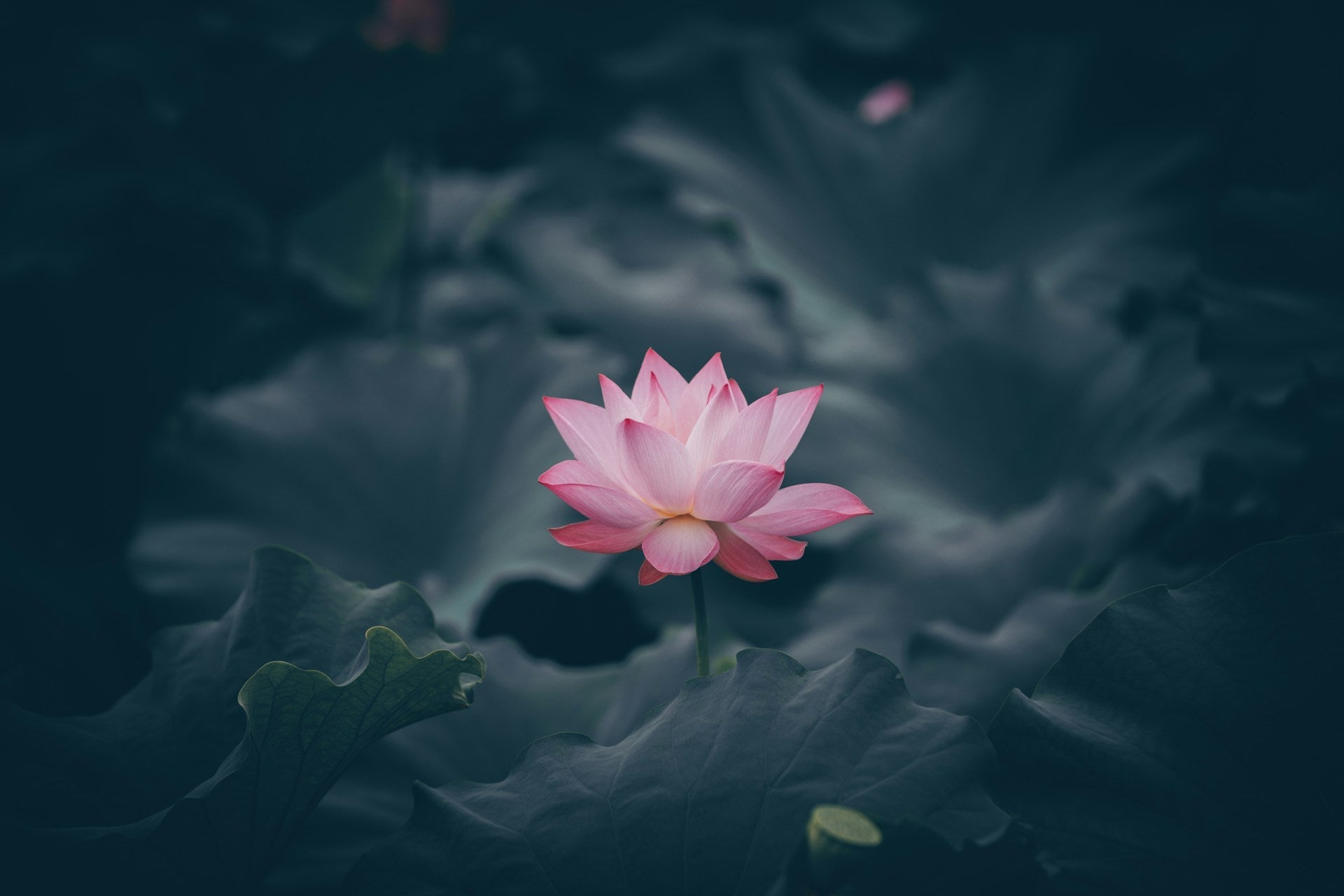 How Many Types of Lotus Flowers Are There?