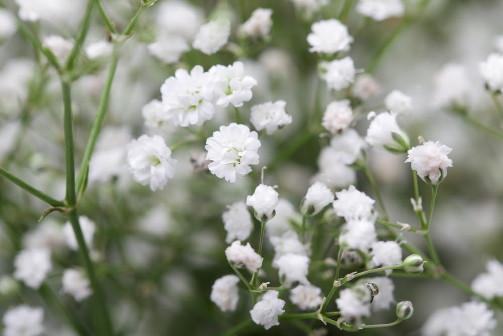 Top 5 Filler Flowers Commonly Used in Bouquets