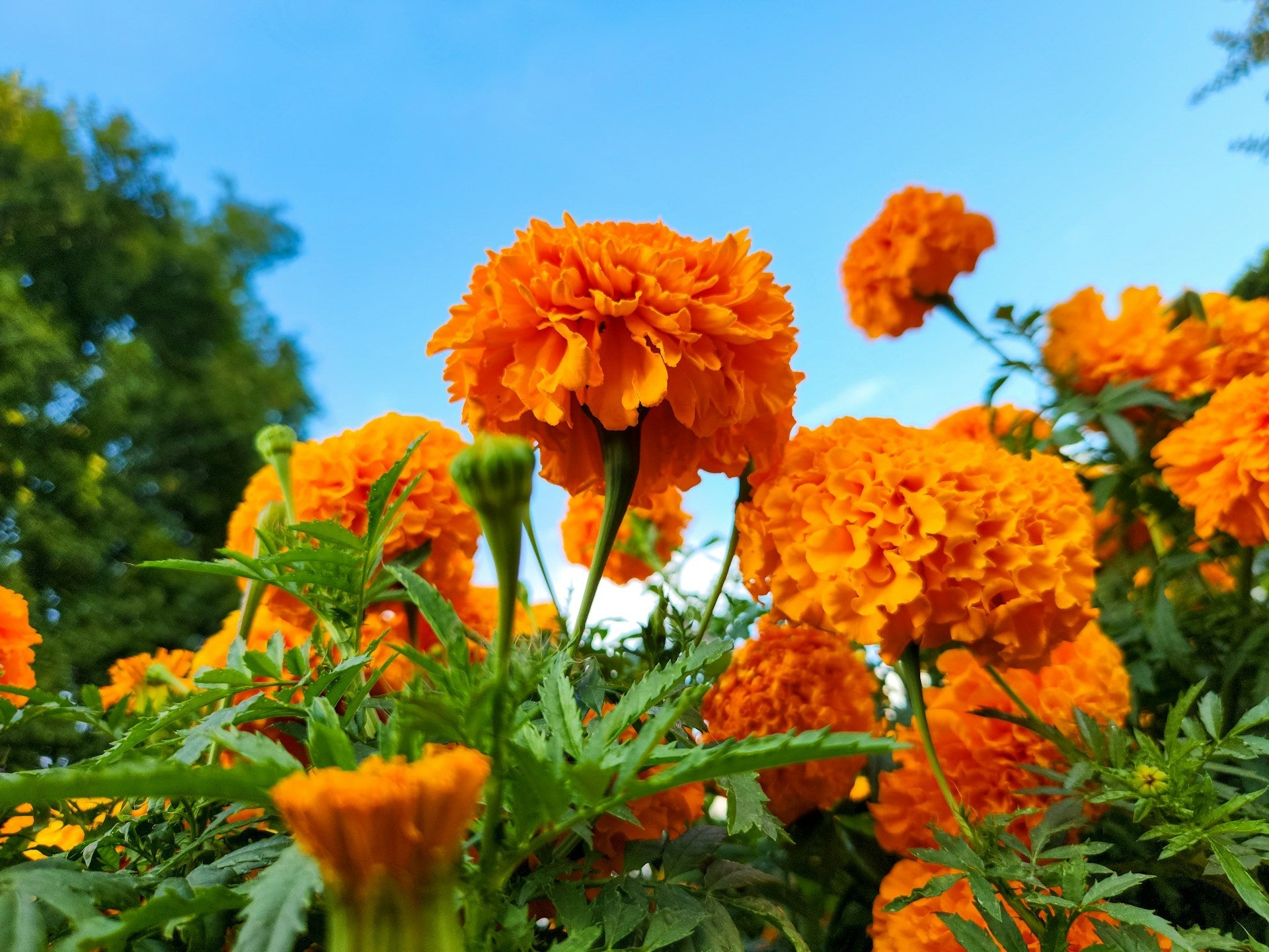 Marigold Flower Meaning: Symbolism, Cultural Significance & Uses