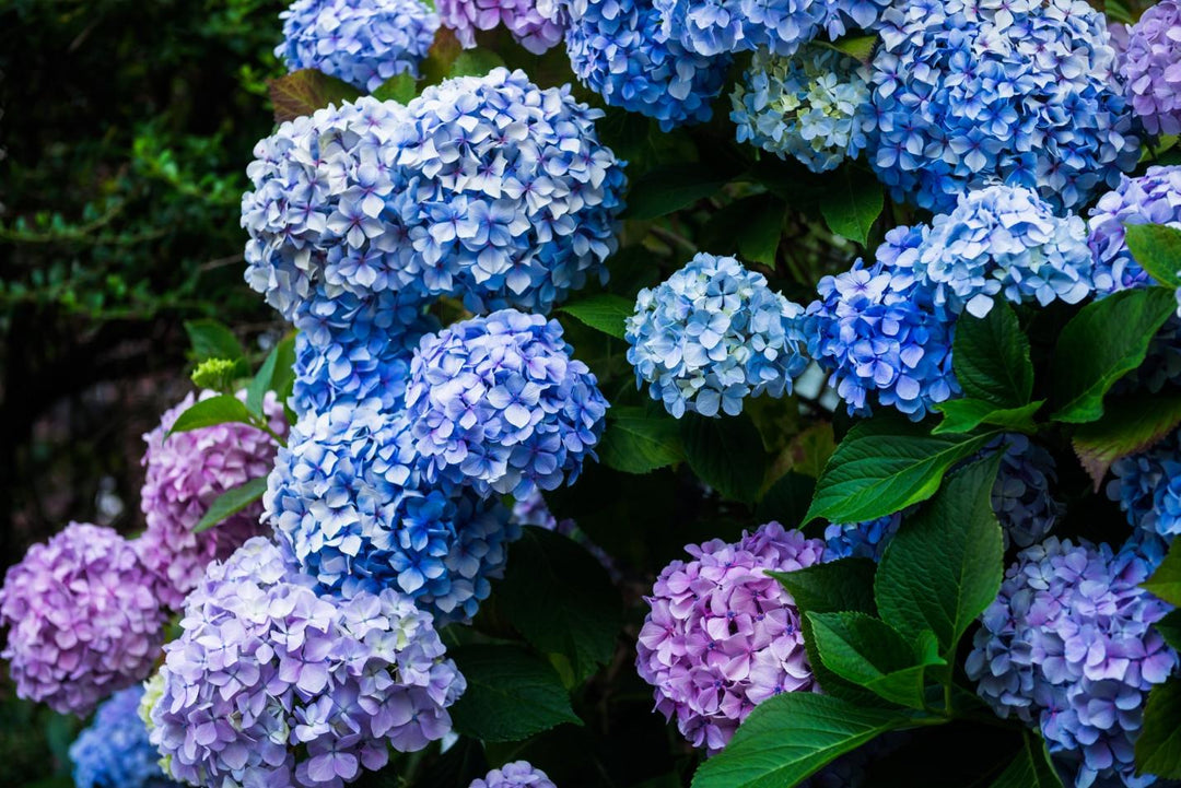 The Ultimate Guide to Caring for Hydrangeas
