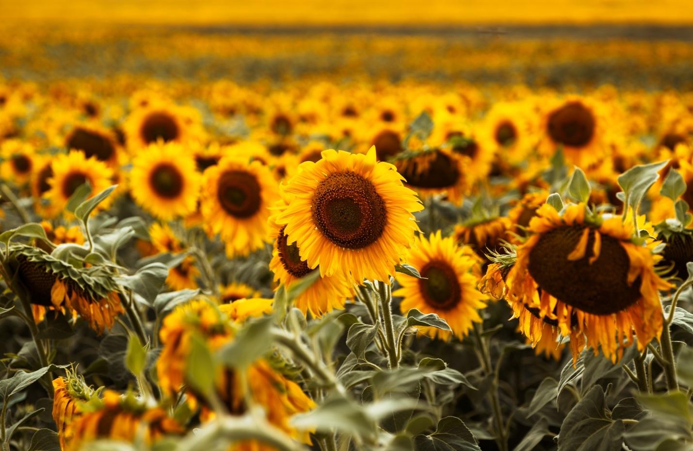 The Ultimate Guide to Caring for Sunflowers