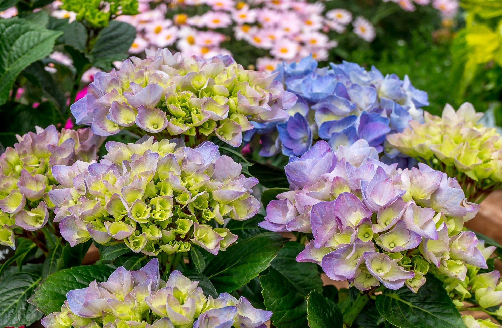 Hydrangea Meaning and Symbolism Through Every Colour