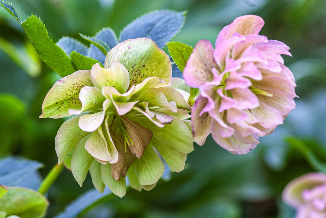 Meanings of the Hellebore Flower