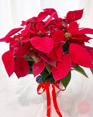 Red Poinsettia