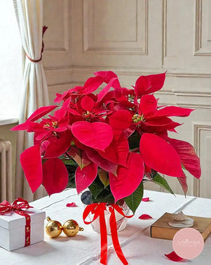 Red Poinsettia
