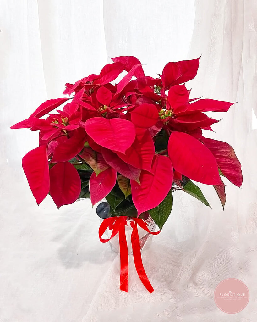 Red Poinsettia
